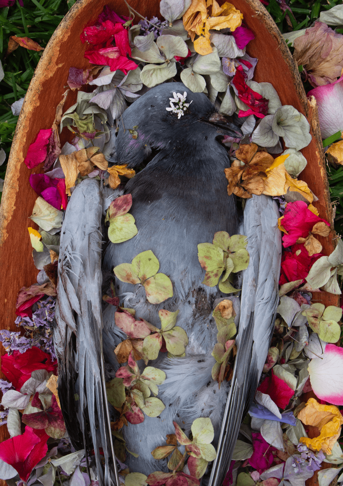 Pigeon funeral