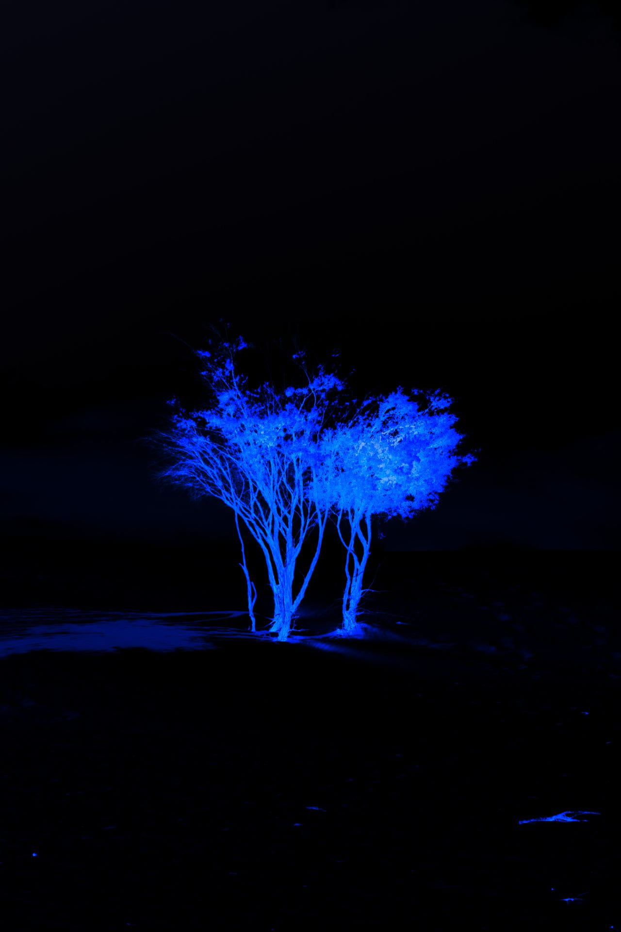 night photograph of a tree