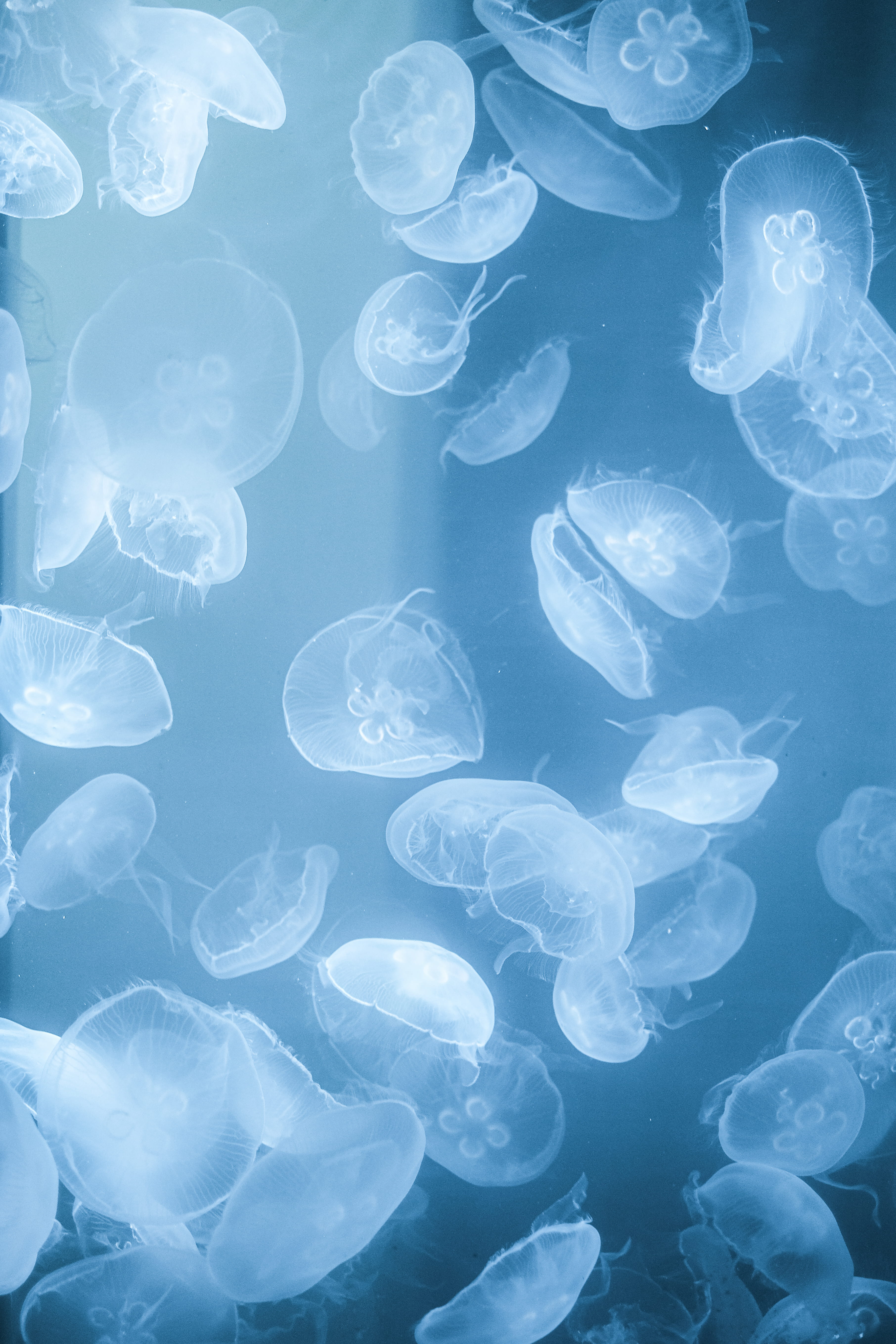 photograph of jellyfish