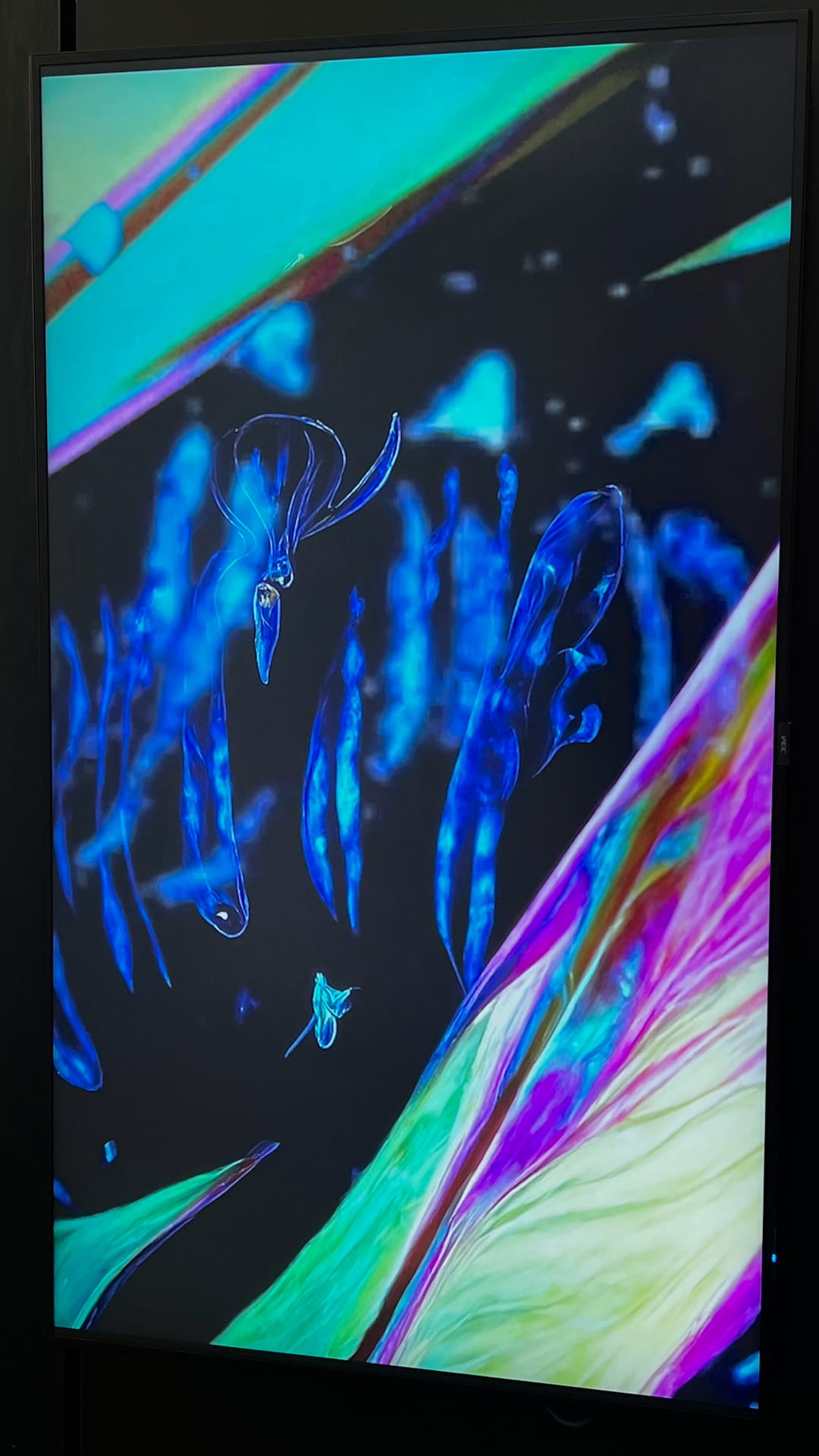 Photograph of an LED screen displaying a video of rainbow lenticular colour shifting squid and plankton
