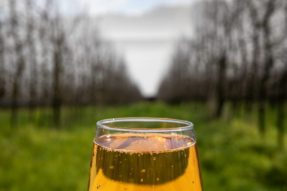 Glass of Eddies Cider in a glass, in front of the 6th generation orchard.