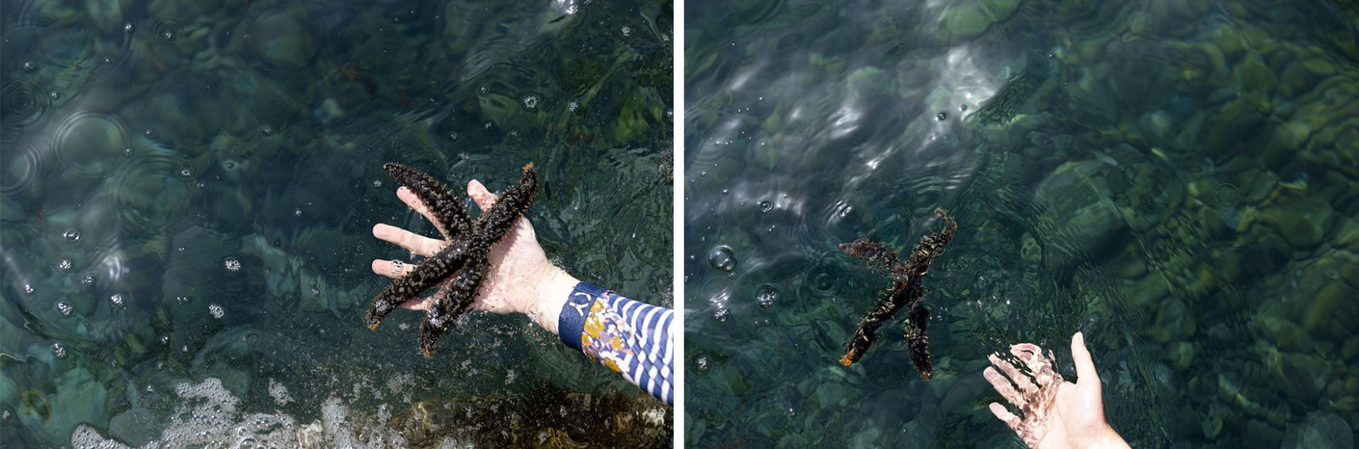 Letting go of the seastar into the water.