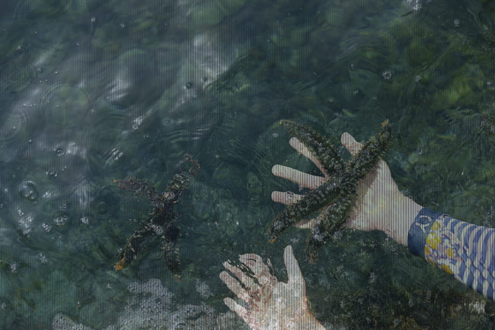 Letting go of the seastar into the water.