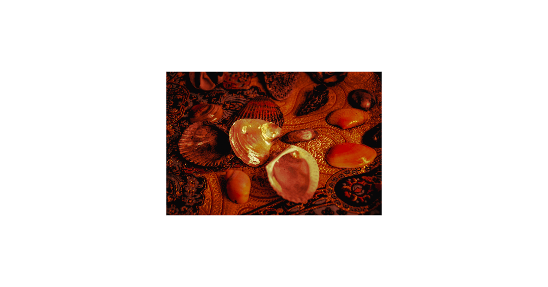 photographs of seashells on Persian rug
