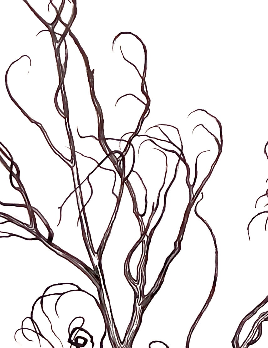 Observational study of a spindly tree (top), 2023.