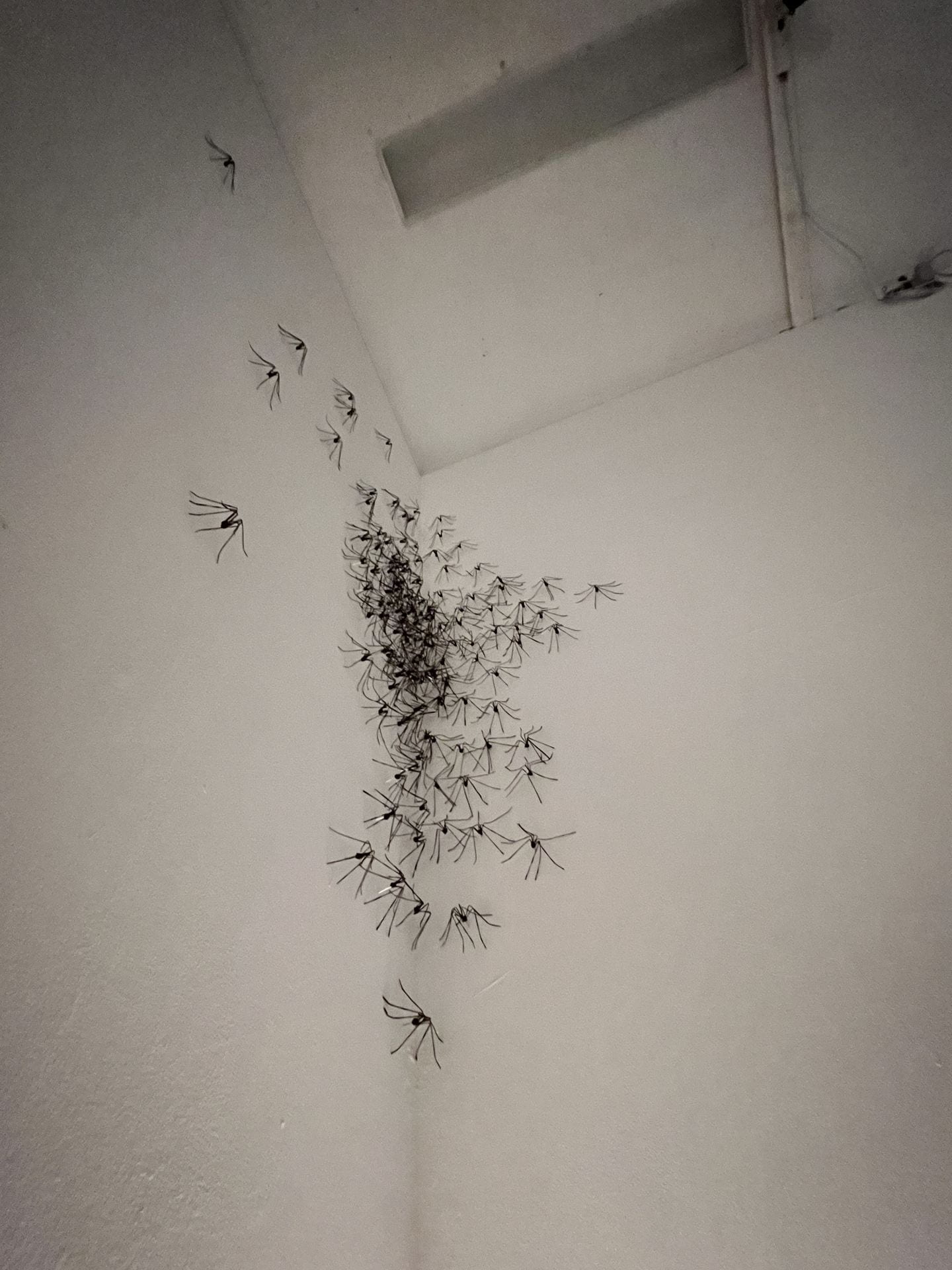 Wire spiders swarming the corner of a white wall