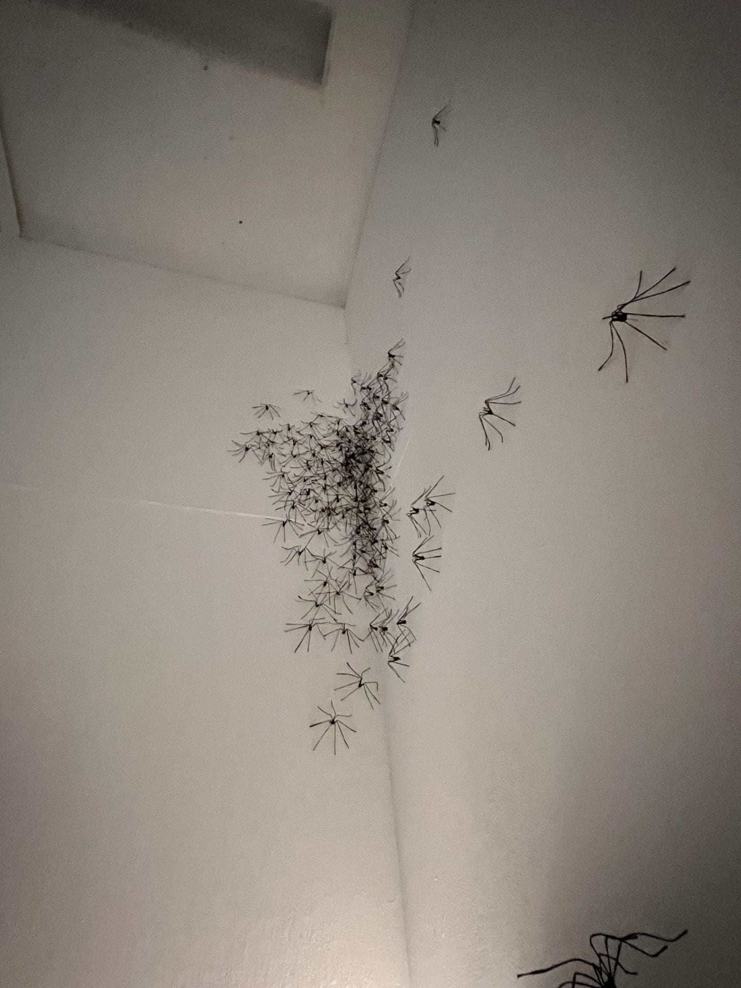 Wire Spiders climbing the corner of a white wall