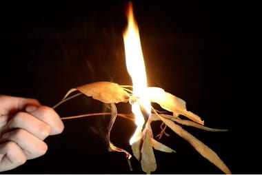 A hand holds a gum-leaf to a flame. 