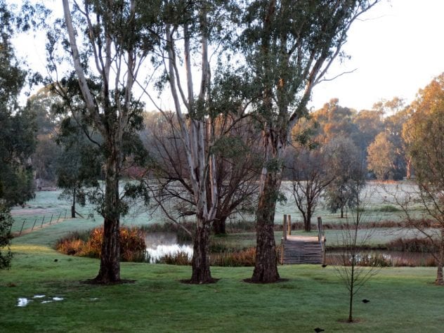 frosty morning in Corowa NSW